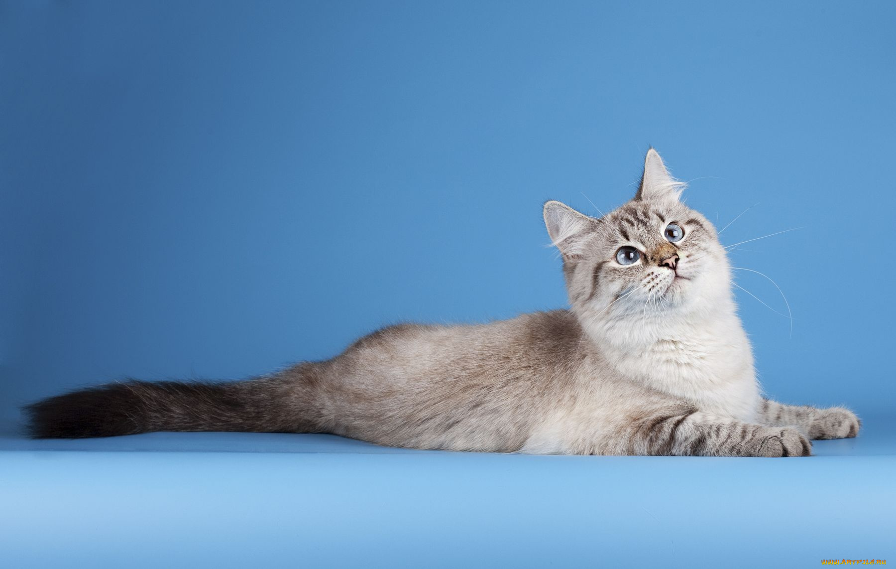 , , cat